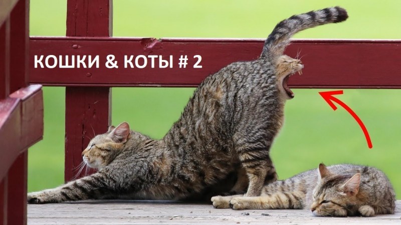 Удачный Кадр кошки