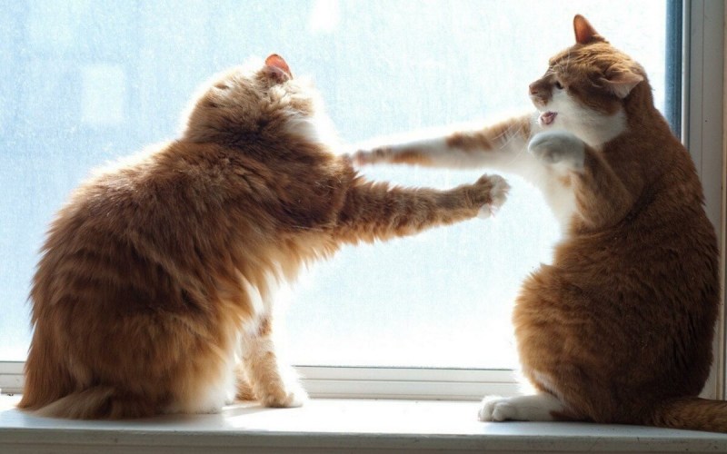 Позитивные коты