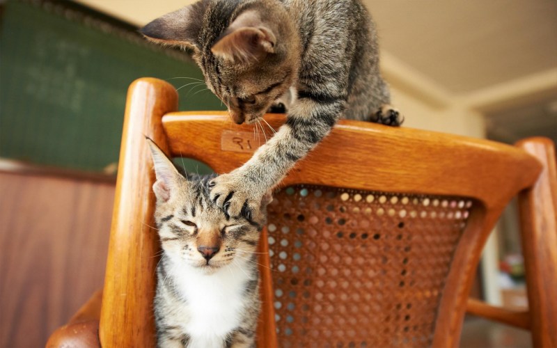 Смешнейшие котики