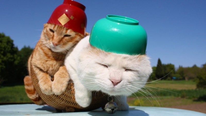 Прикольные кошки