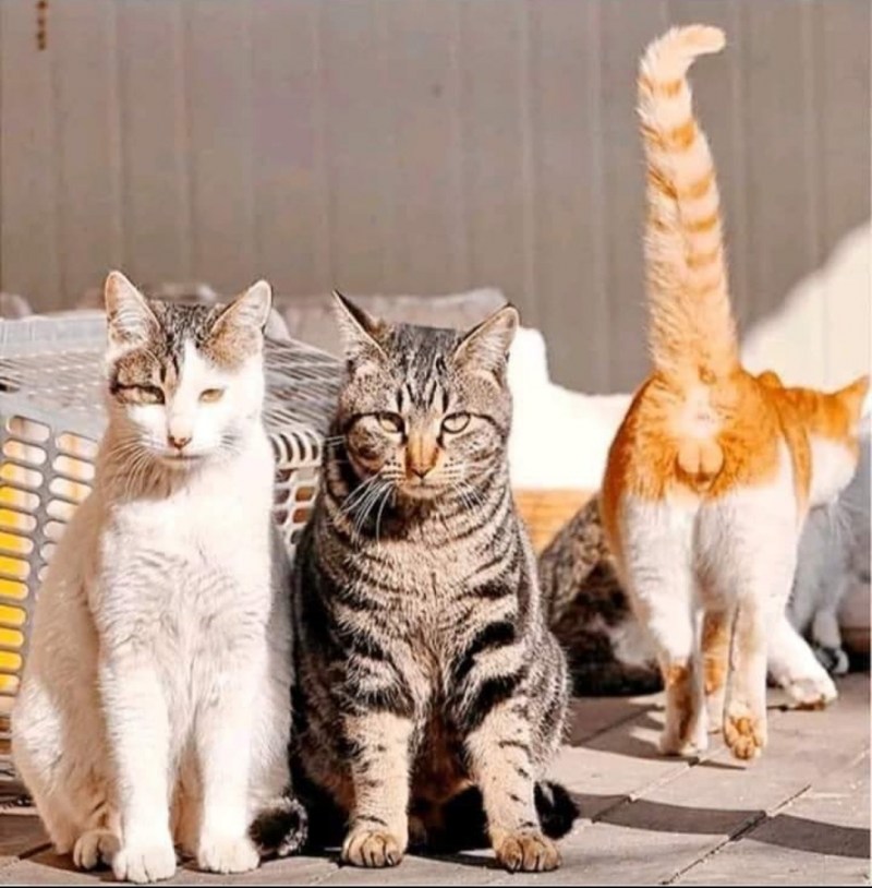 Котенок удивлен