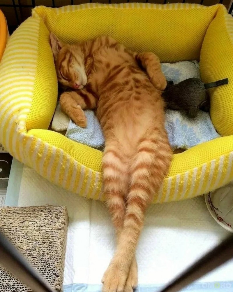 Приколы с котами