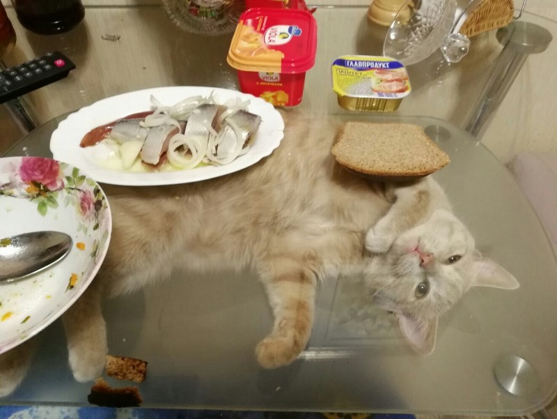 Кошки юмор