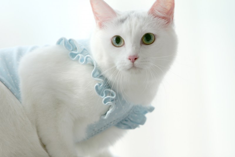 Турецкая ангора кошка короткошерстная