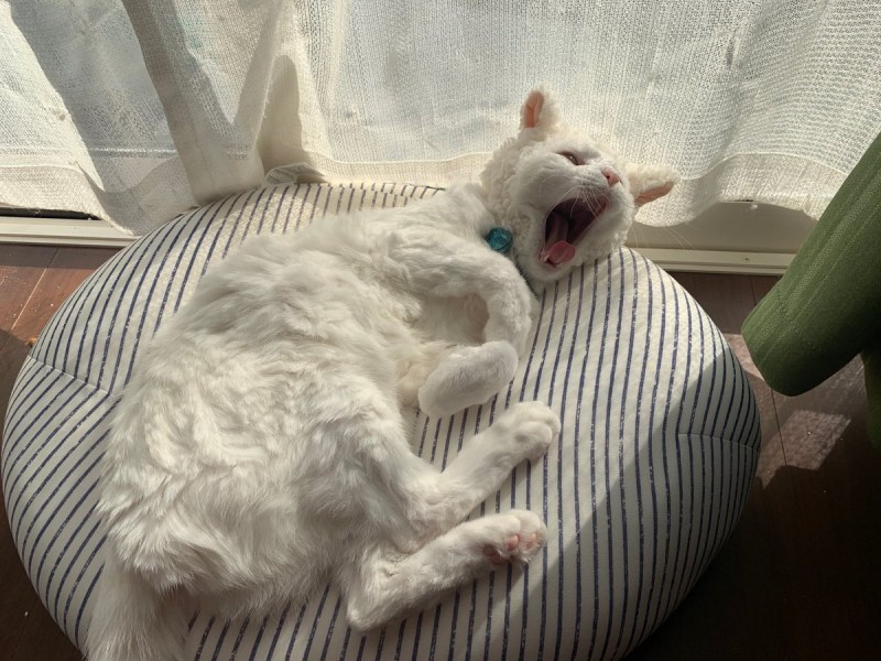 Белые большие кошки