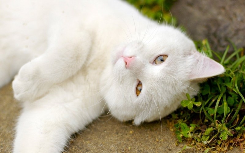 Легендарный белый кот