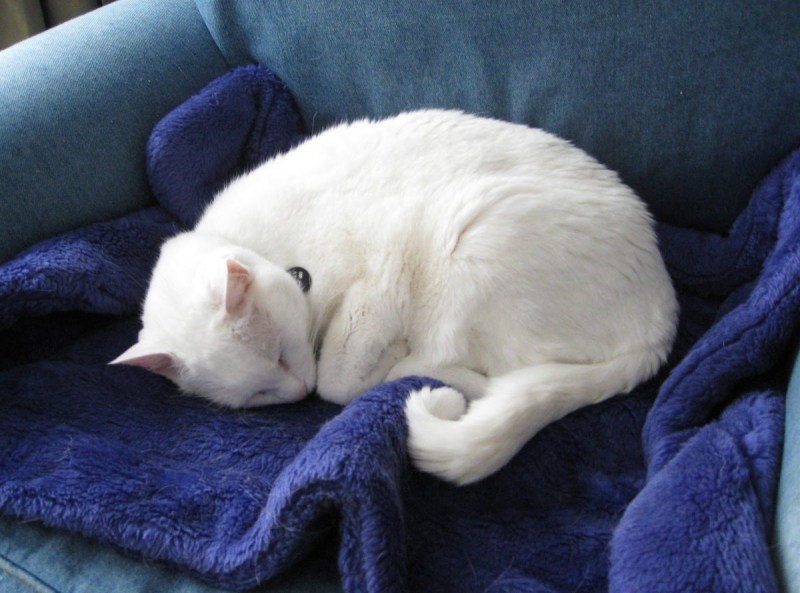 Котик спит