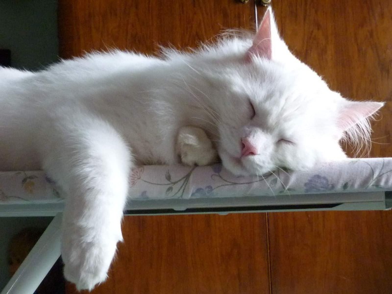 Белая гладкошерстная кошка