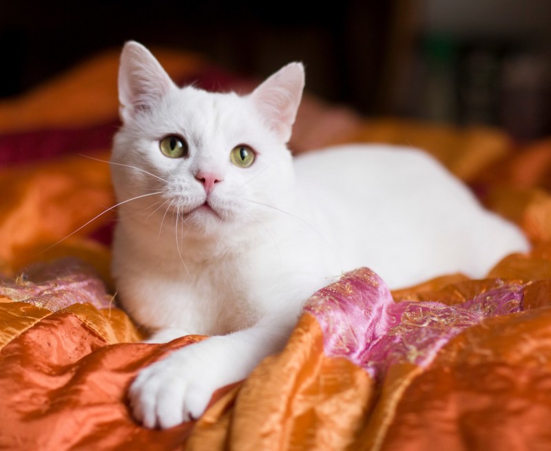 Белый домашний кот