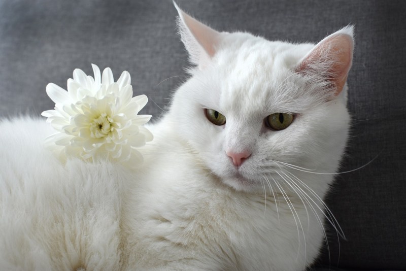 Спящая ангорская кошка