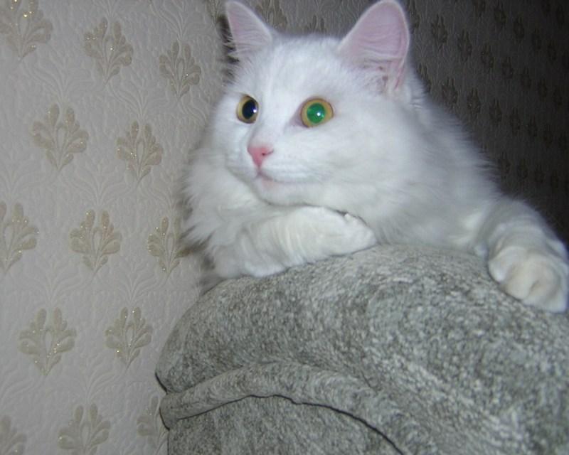Белая кошка дома