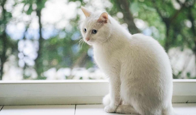 Белый котенок сидит