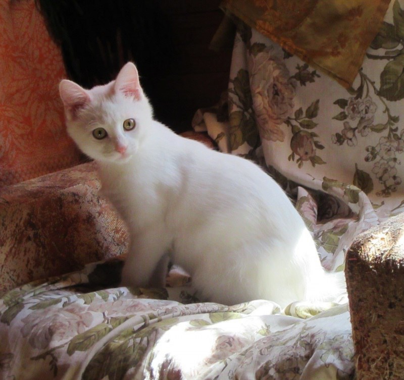 Кошка белая