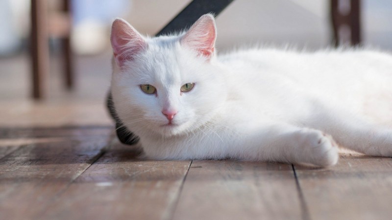 Белый котик