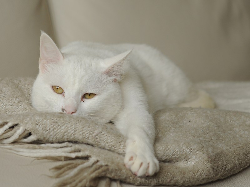 Лапа белого кота