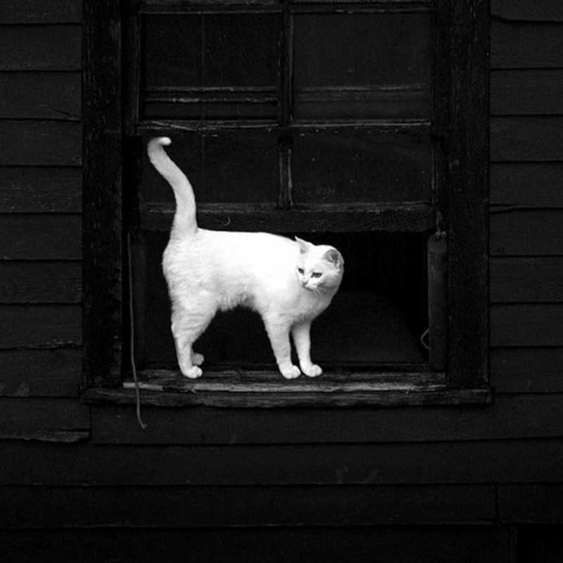 Кошка белая