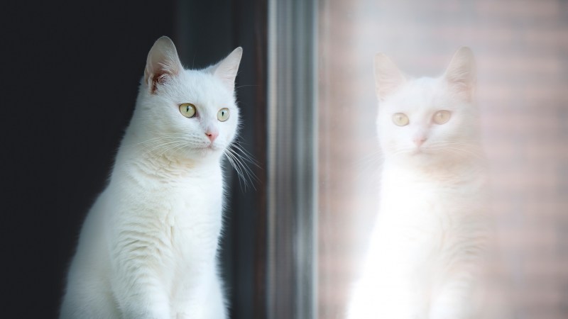 Кошка белая