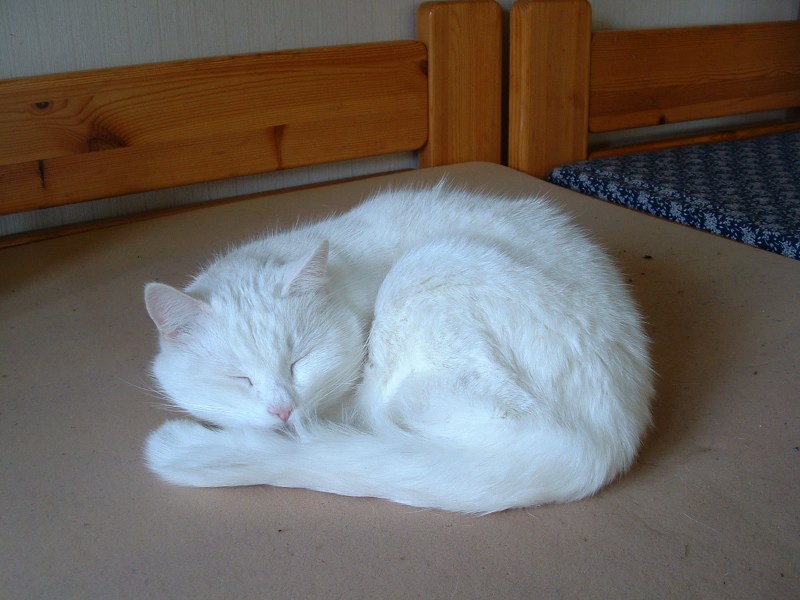 Домашние белые котики