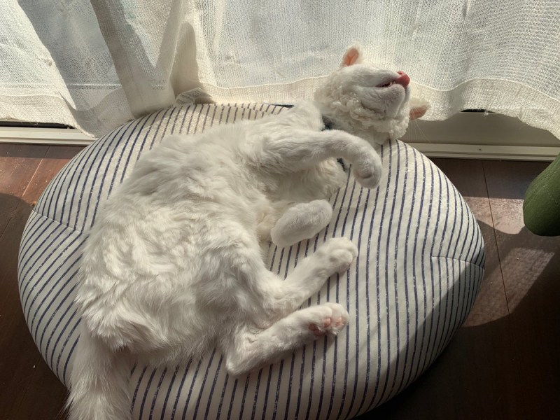 Танцующий белый кот