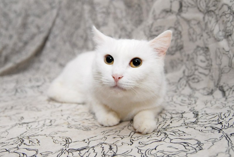 Белая гладкая кошка