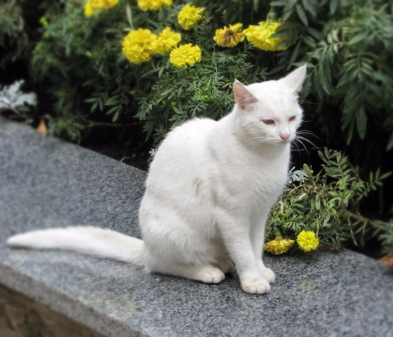 Белые коты