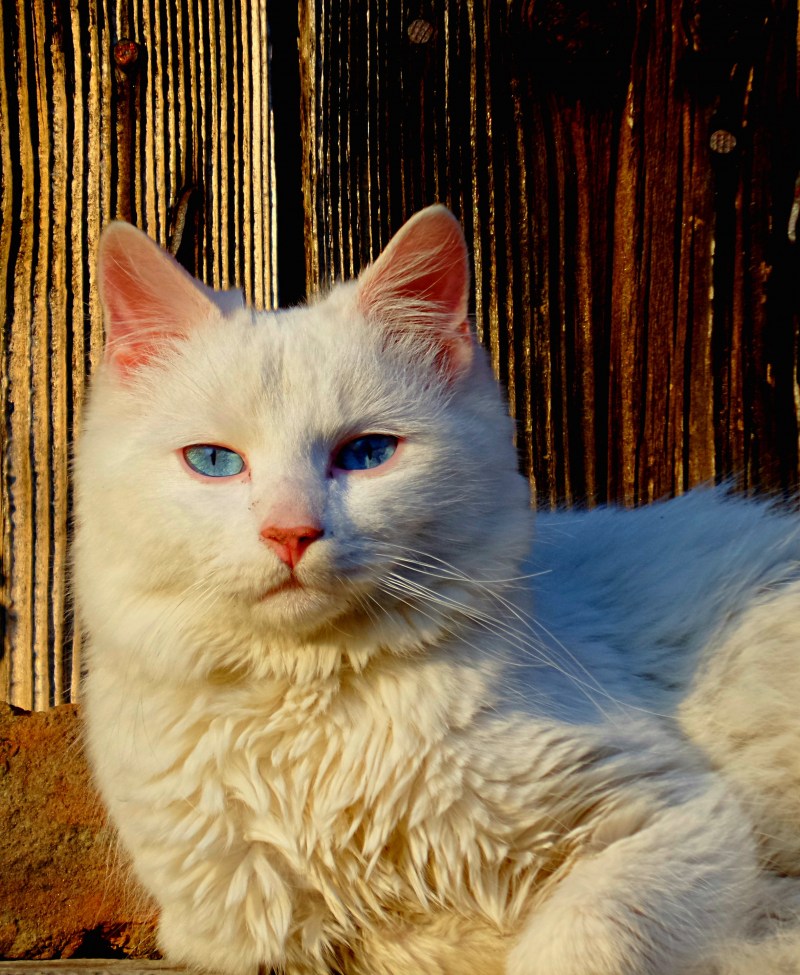 Турецкая ангора кошка
