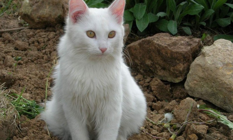 Белый кот мордочка