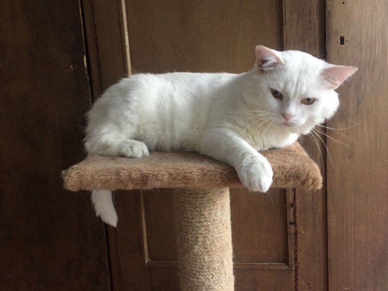 Белая кошка с котятами