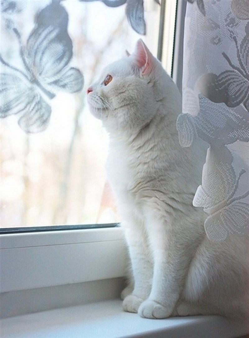 Турецкая ангора кошка короткошерстная