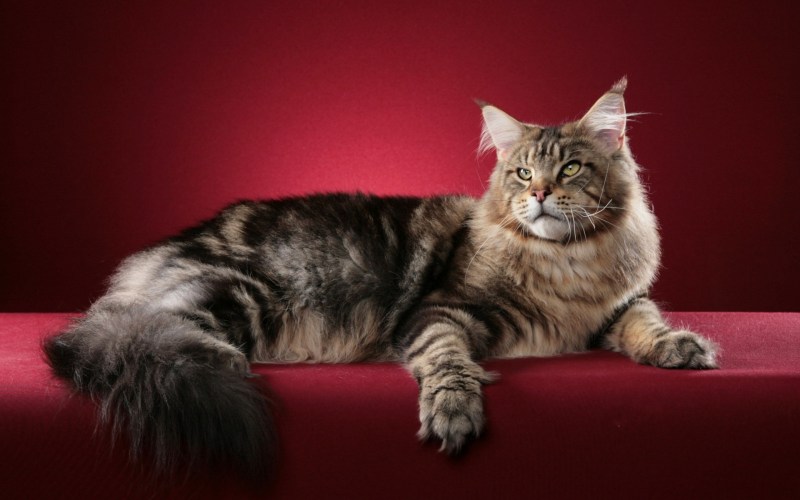 Котенка Мейн кун ns24