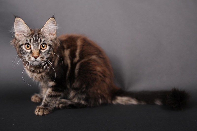 Blue tabby Мейн кун