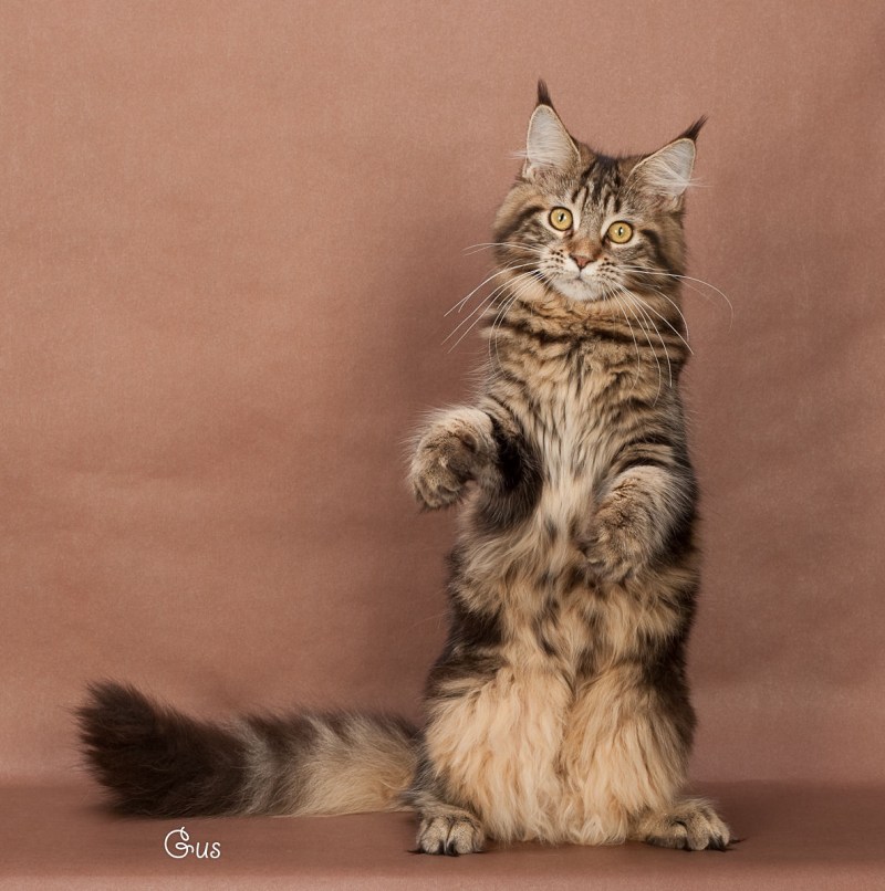 Кошка Мейн кун