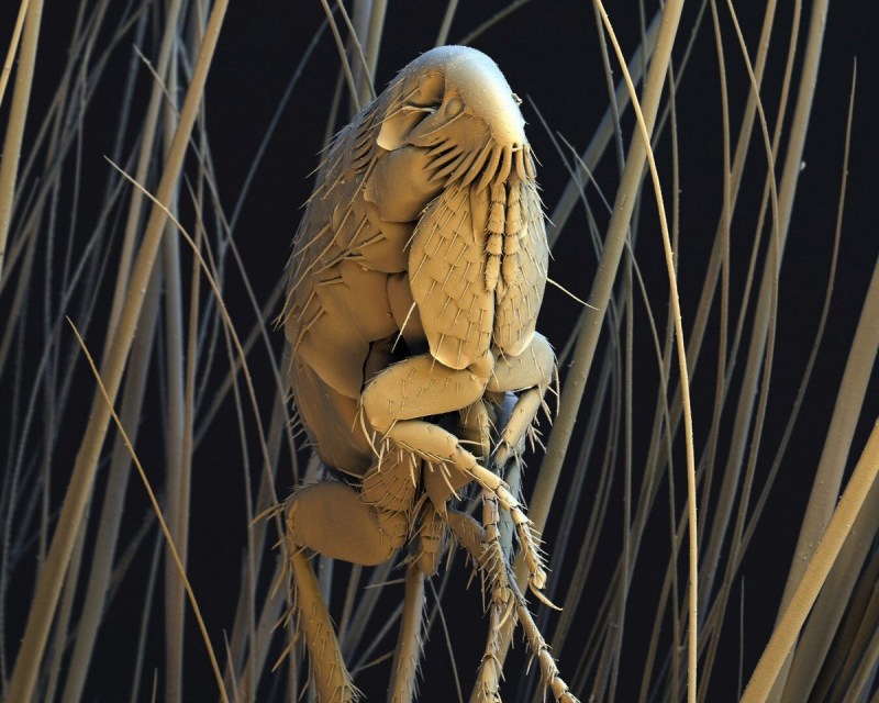 Кот облизывается