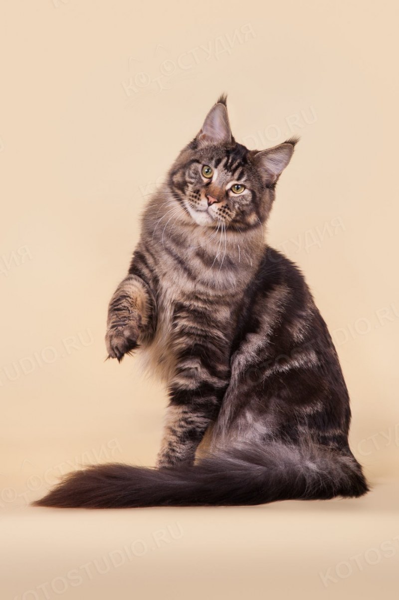 Мраморный кот Мейн кун