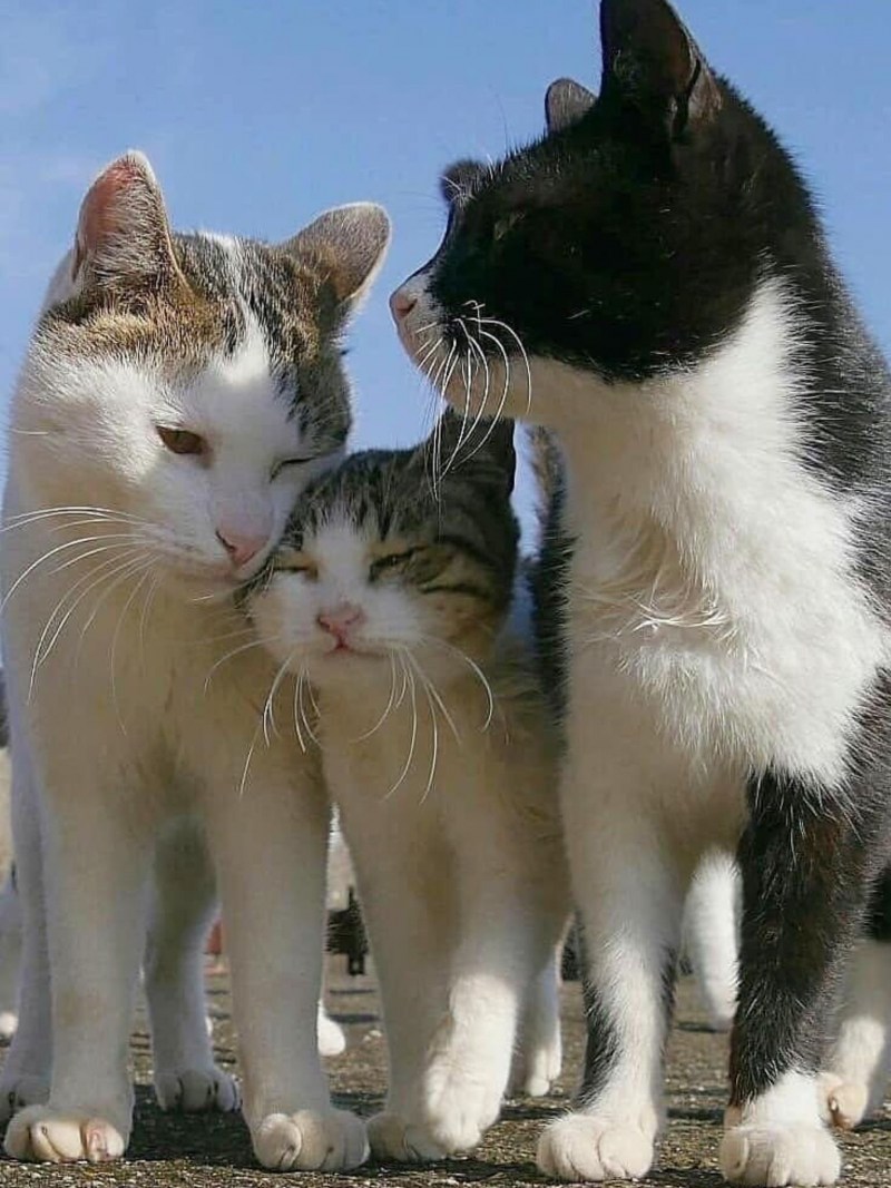 Семья котят