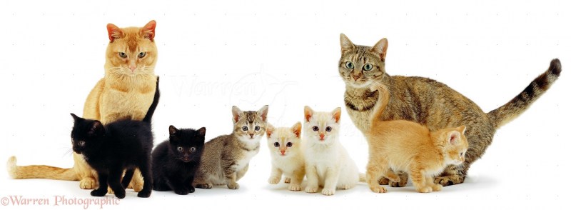 Кошка и котенок на белом фоне