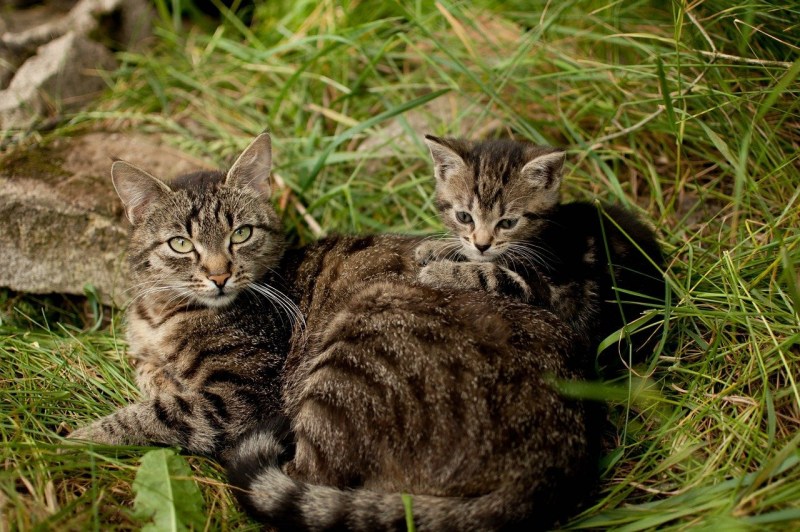 Счастливая семья с кошкой