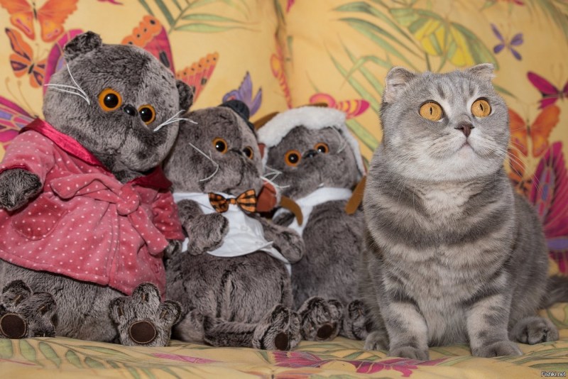 Смешная семейка кошек