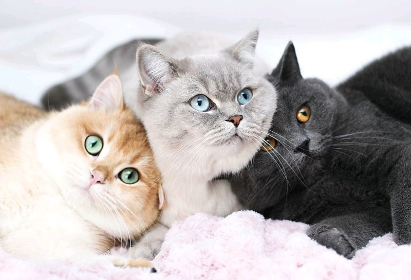 Кошачья семейка