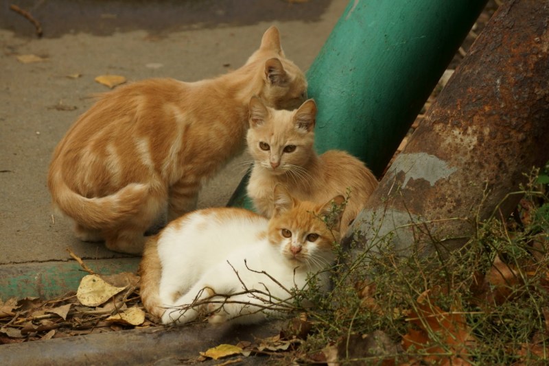 Сектор семьи кошка
