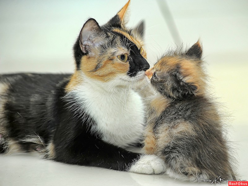Кошачья семья