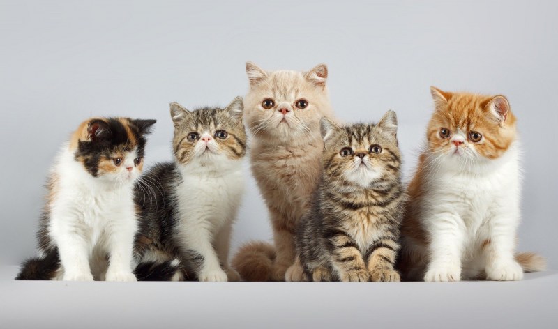 Семья котиков
