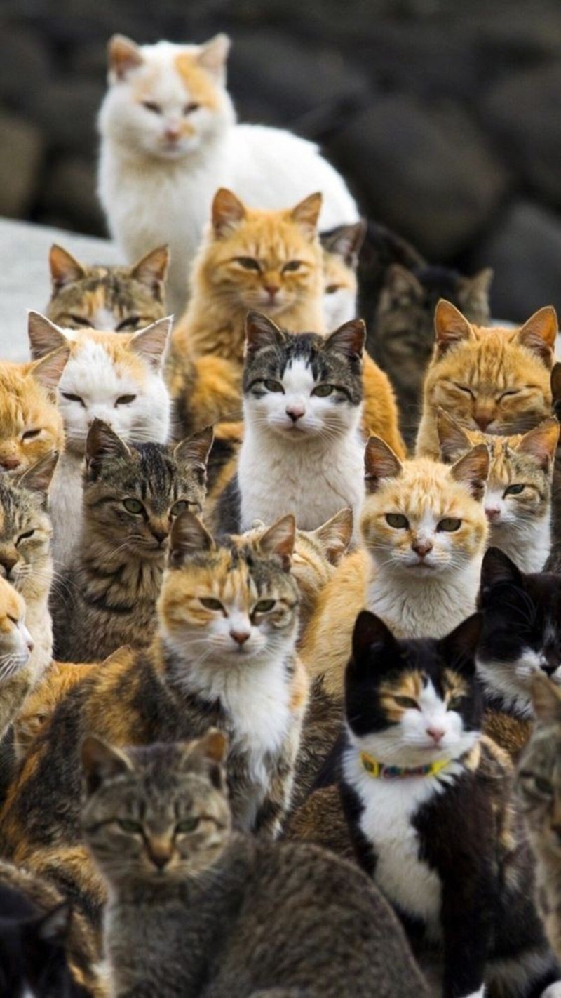 Дикие котята