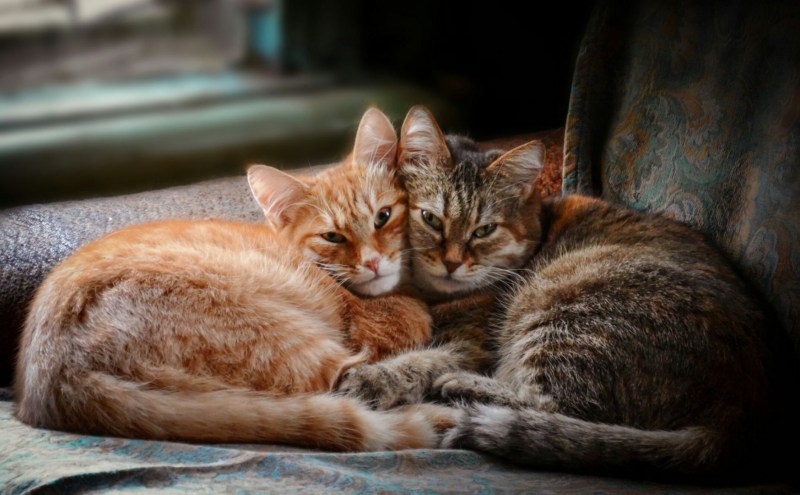 Счастливая семья с кошкой