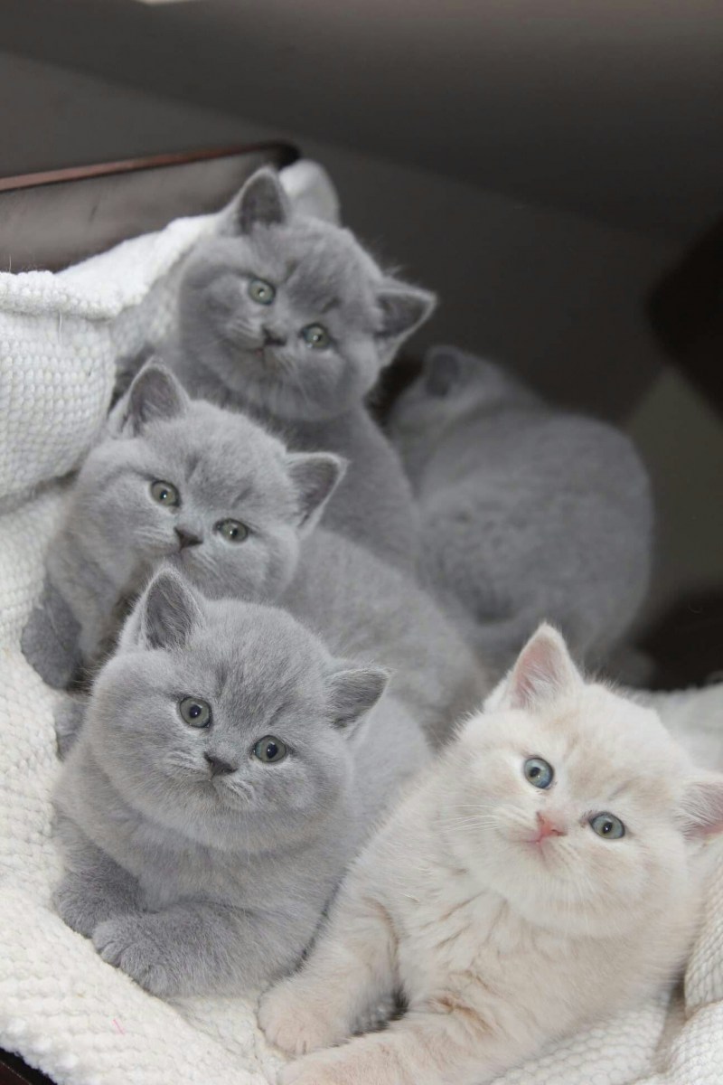 Милые британские кошки