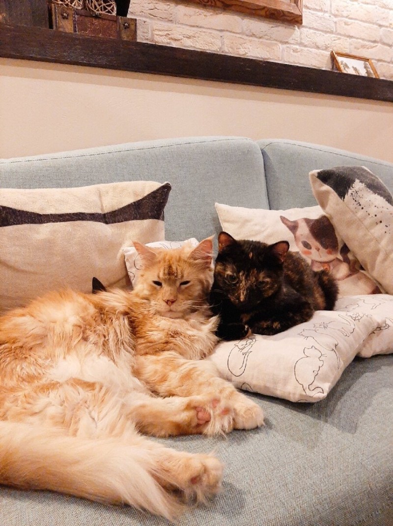 Кошачья семейка