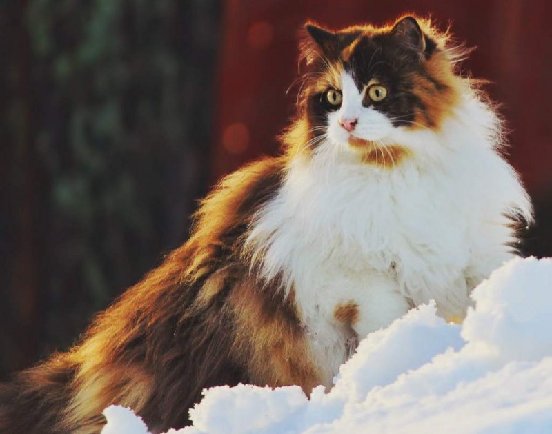 Норвежская Лесная кошка трехцветная
