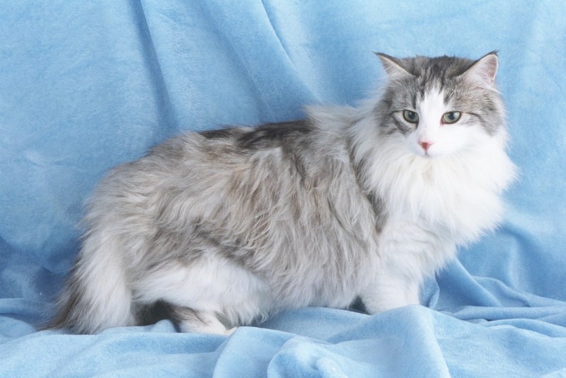 Норвежский Лесной кот серый