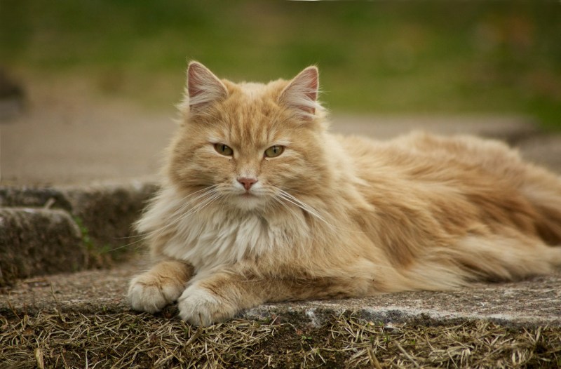 Норвежская длинношерстная Лесная кошка