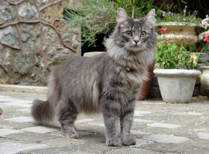 Норвежская Лесная кошка скоггкэт
